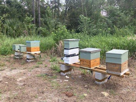 Kyle's Honey Bees and Bee Removal Of Spring Hill Fl.