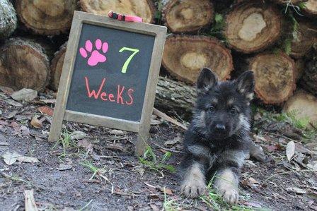 Gorgeously German Shepherd Dogs