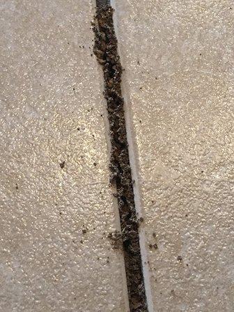 BugWater Pest Control Inc.