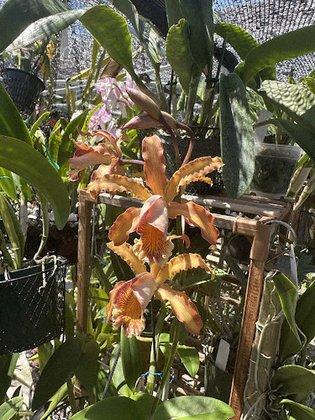 Adams Orchids