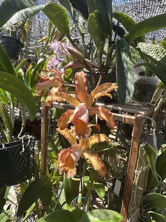 Adams Orchids