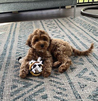 Cockapoo of Excellence