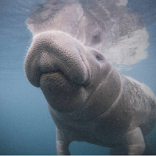 Three Sisters Springs Visitors Center for Swimming with Manatees