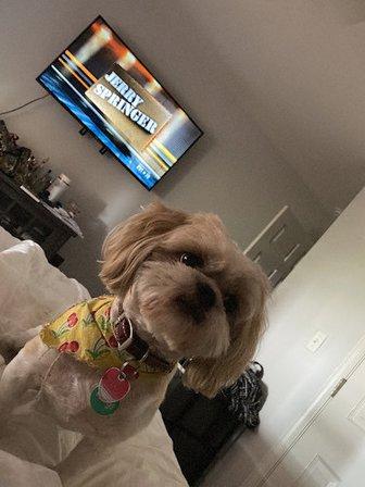 Brooksville Pet Grooming