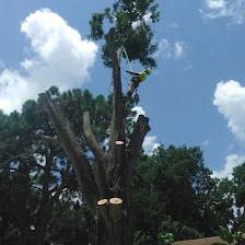 By The Bay Tree Service