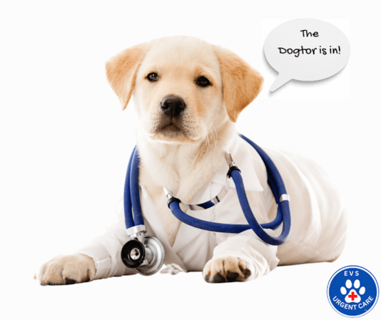EVS Pet Urgent Care Of Kissimmee