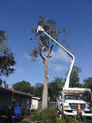 Lyons Family Tree Care