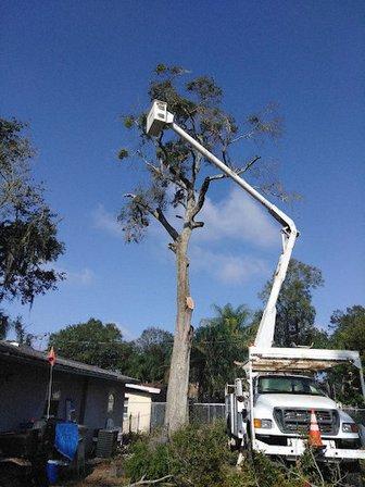 Lyons Family Tree Care