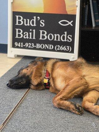 Bud's Bail Bonds