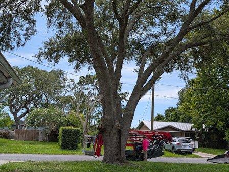 High Trim Tree Service