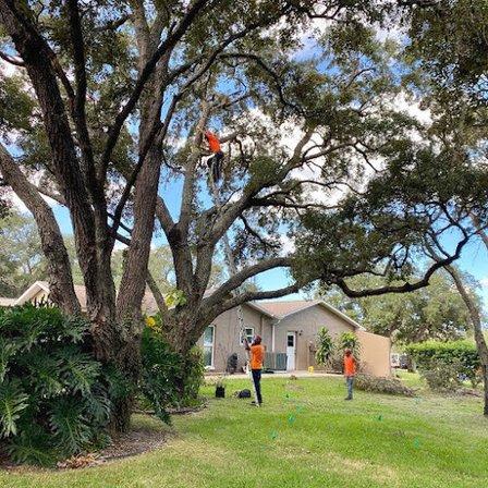 High Trim Tree Service LLC