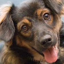 Sebring Animal Hospital