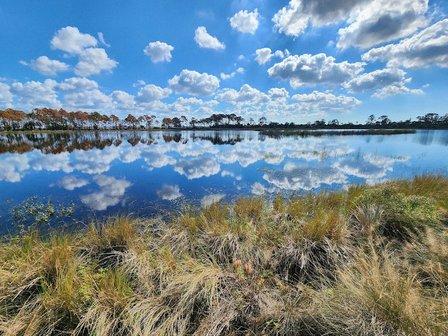 Oscar Scherer State Park
