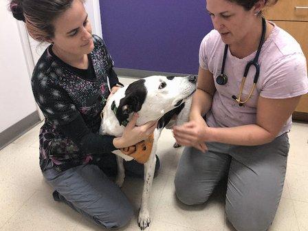 Hometown Veterinary Partners - Sarasota
