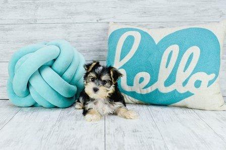 Florida Pups