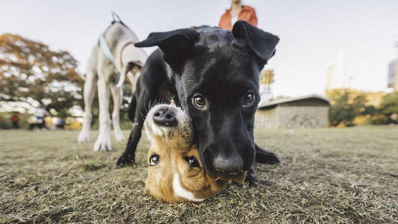 Vetco Total Care Animal Hospital