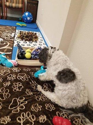 Veterinary Behavior Solutions