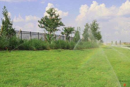 Juniper landscaping