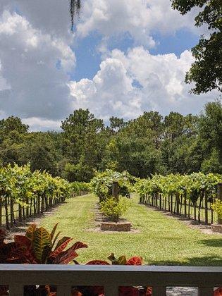 Fiorelli Winery