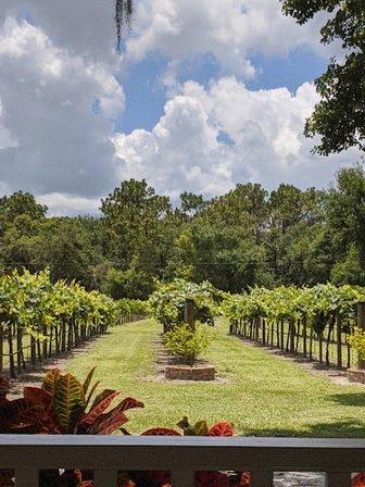 Fiorelli Winery