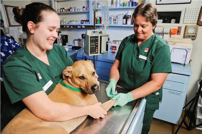 Bay Road Animal Hospital