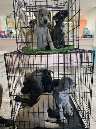 Marcum Road Animal Hospital