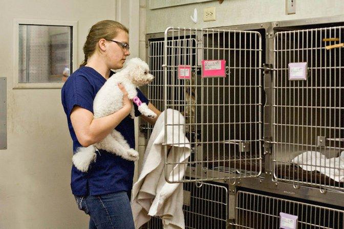 Sebring Animal Hospital
