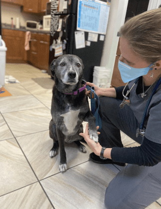 Companion Veterinary and Urgent Care Center
