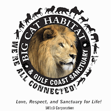 Big Cat Habitat