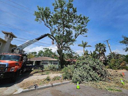 My Florida Tree Guys