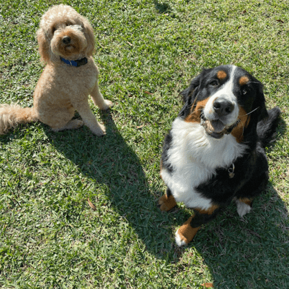BarksBnb