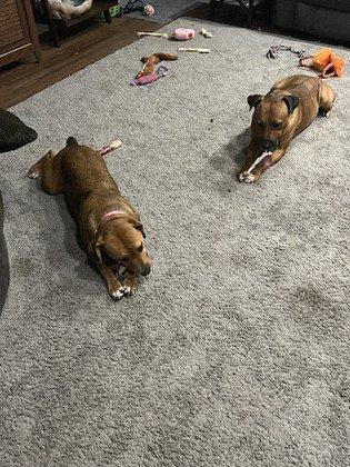 Pawsome Sitters