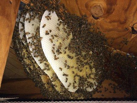 Sarasota Bee Removal Inc - Bee Removal, Bee Control, Honey Bee Removal, Wasp, Hornet, Yellow Jacket