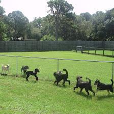 Animal House Doggie Bed & Breakfast
