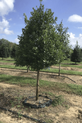 Freedom Hill Farms