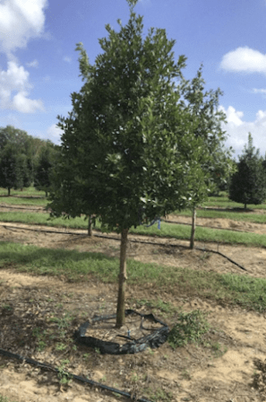Freedom Hill Farms