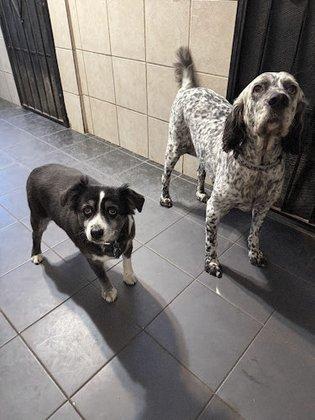 Barkingham Palace Dog Boarding and Daycare