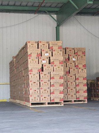 Pacific Tomato Growers
