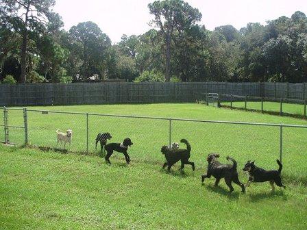 Animal House Doggie Bed & Breakfast