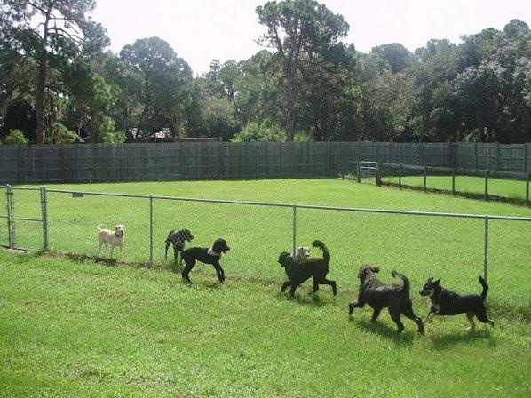 Animal House Doggie Bed & Breakfast