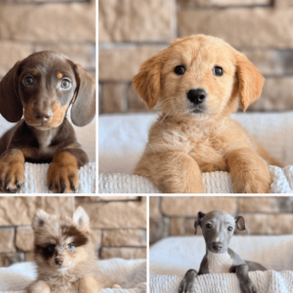 Petland Sarasota