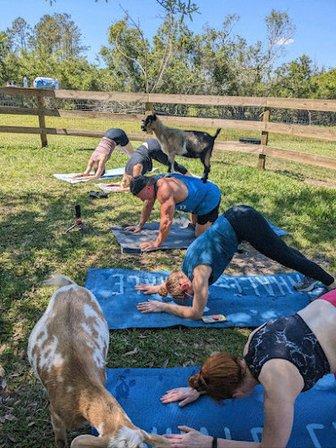 Blissful Goat Yoga