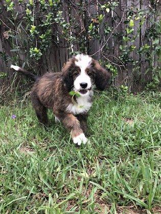 Pamelas precious poodles,doodles and poos