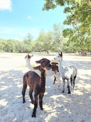 Safe Haven Ranch