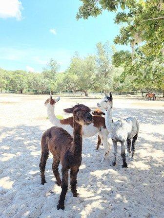 Safe Haven Ranch