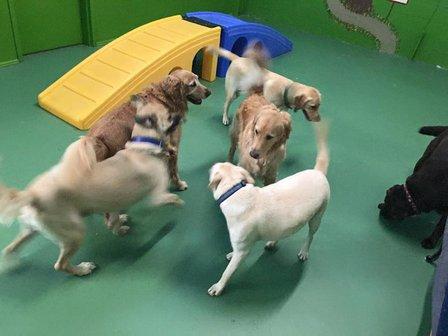 Woof & Whiskers Resort