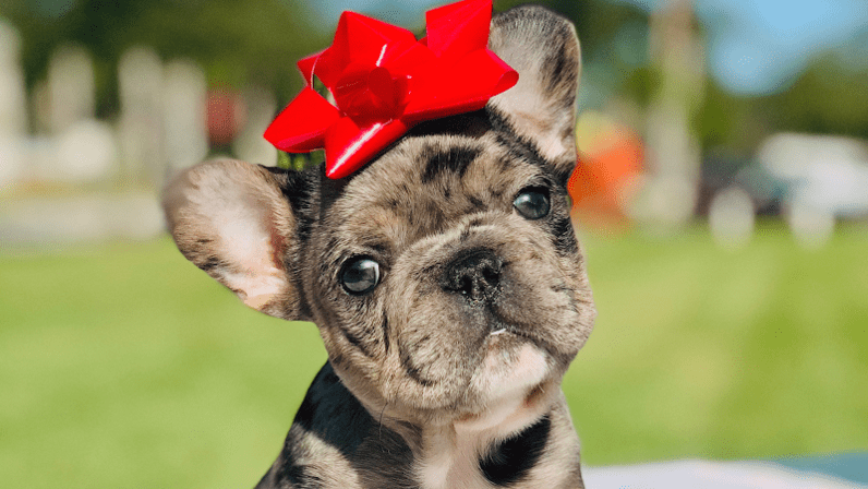Pitter Patter Frenchies LLC