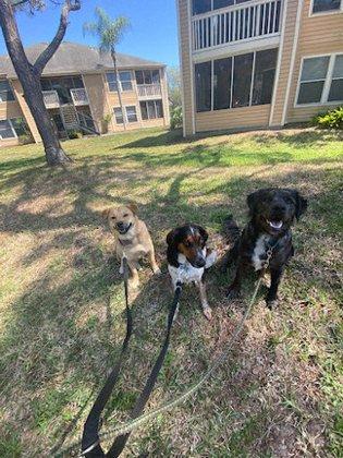 Trailblazers Pet Services