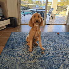 Barking Bella Pet Grooming