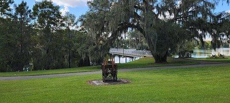Southern live oak (Quercus virginiana) "30104"